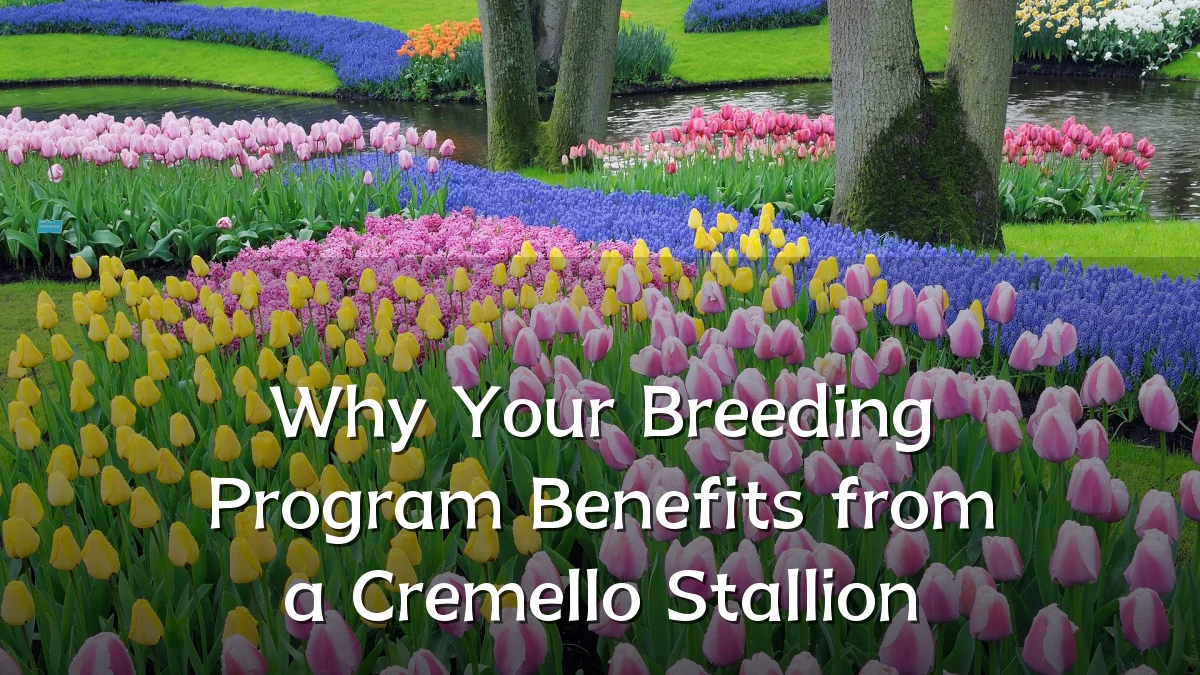 Why Your Breeding Program Benefits from a Cremello Stallion