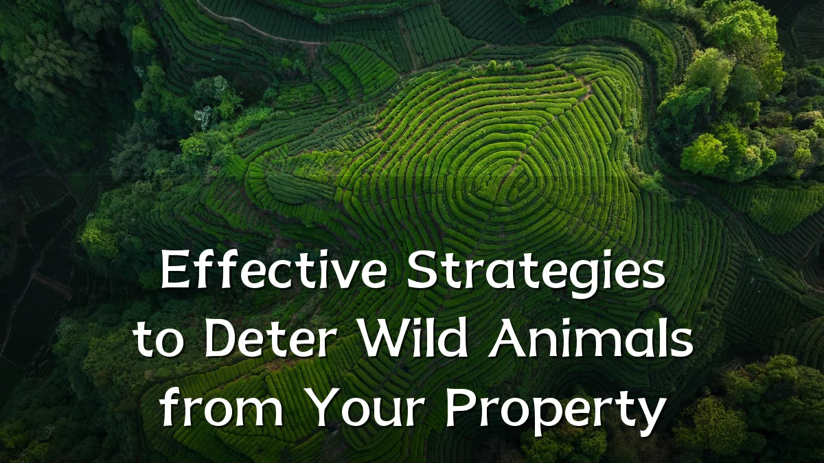 Effective Strategies to Deter Wild Animals from Your Property