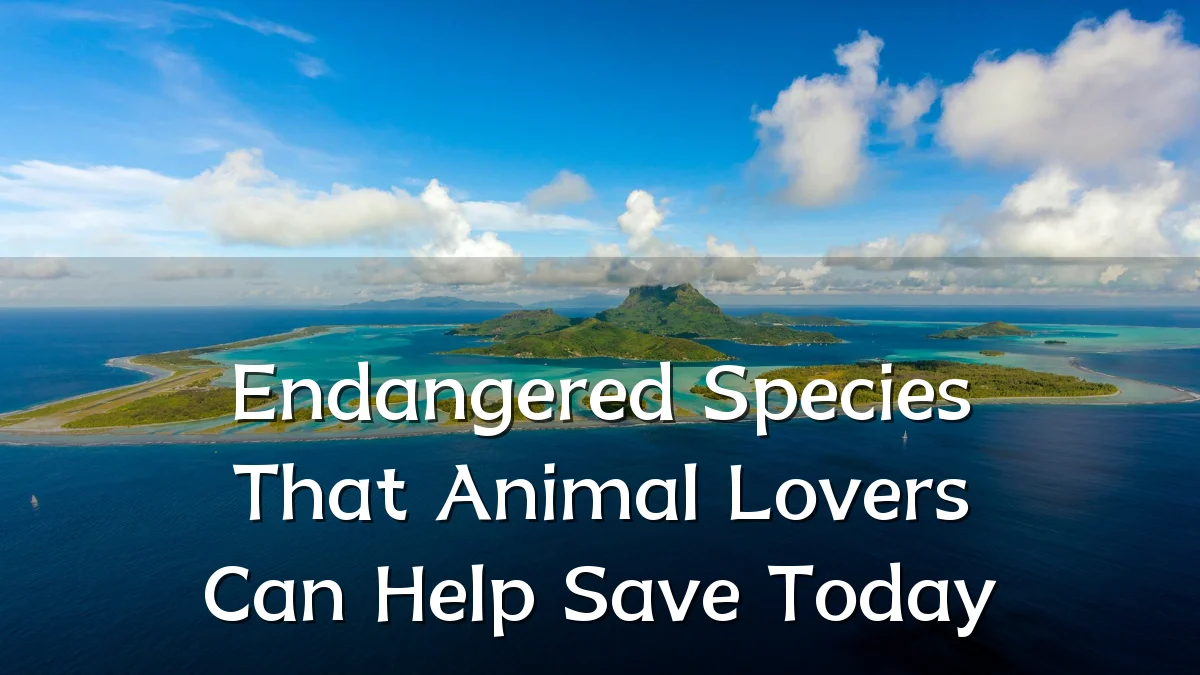 Endangered Species That Animal Lovers Can Help Save Today