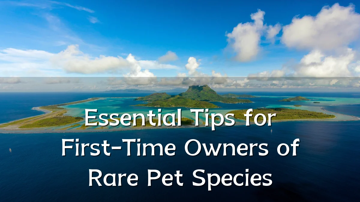 Essential Tips for First-Time Owners of Rare Pet Species