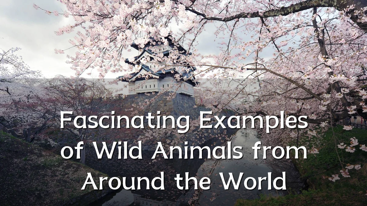 Fascinating Examples of Wild Animals from Around the World