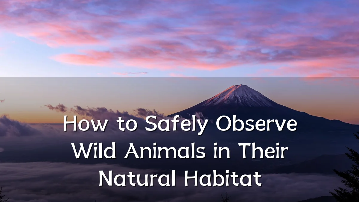How to Safely Observe Wild Animals in Their Natural Habitat
