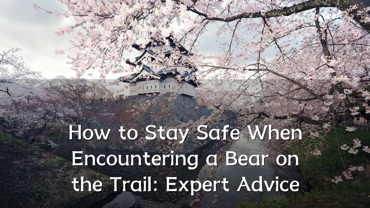 How to Stay Safe When Encountering a Bear on the Trail: Expert Advice