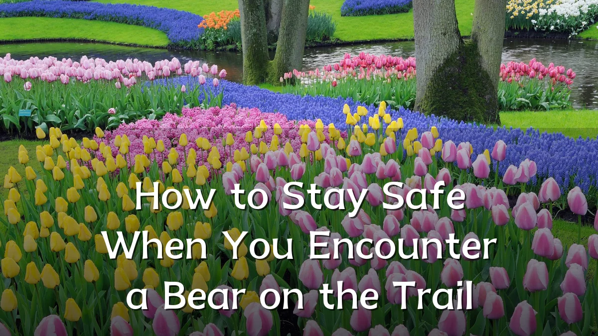 How to Stay Safe When You Encounter a Bear on the Trail