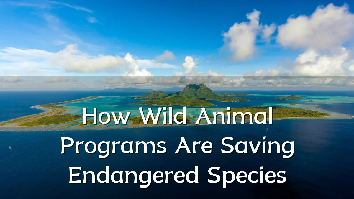How Wild Animal Programs Are Saving Endangered Species