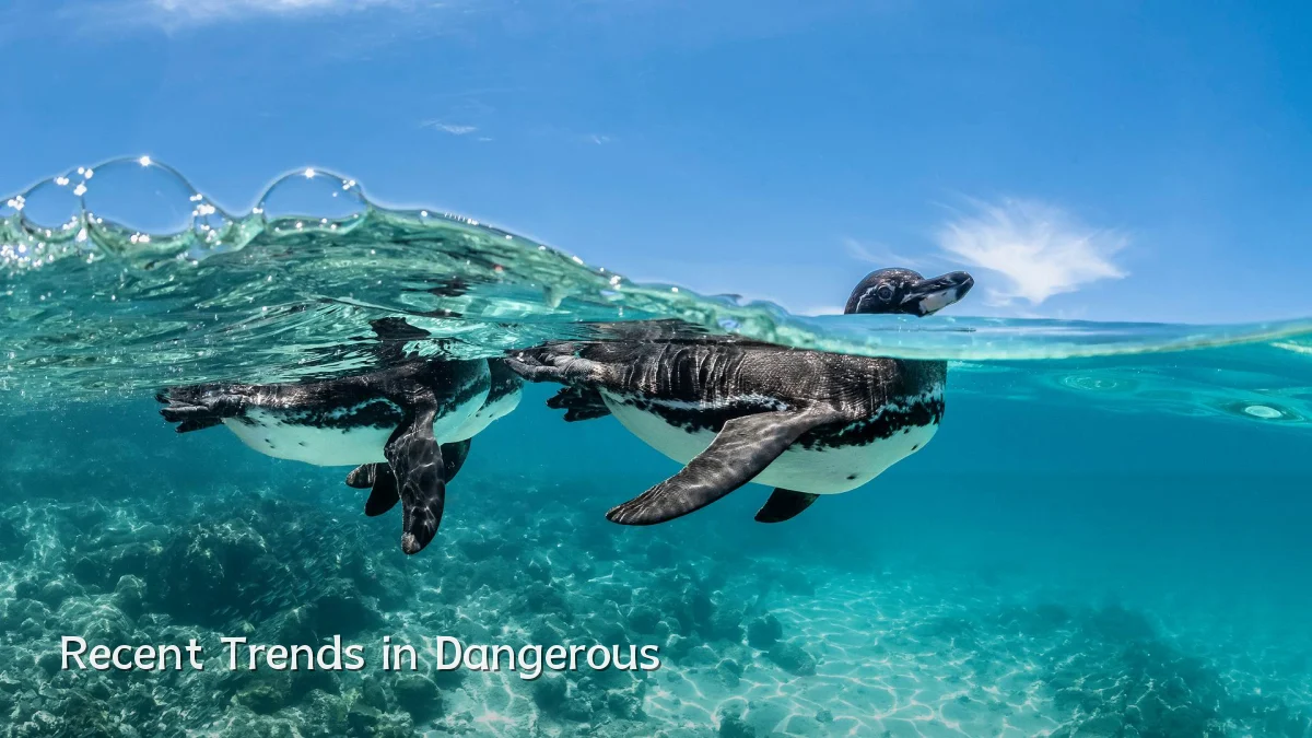 Recent Trends in Dangerous