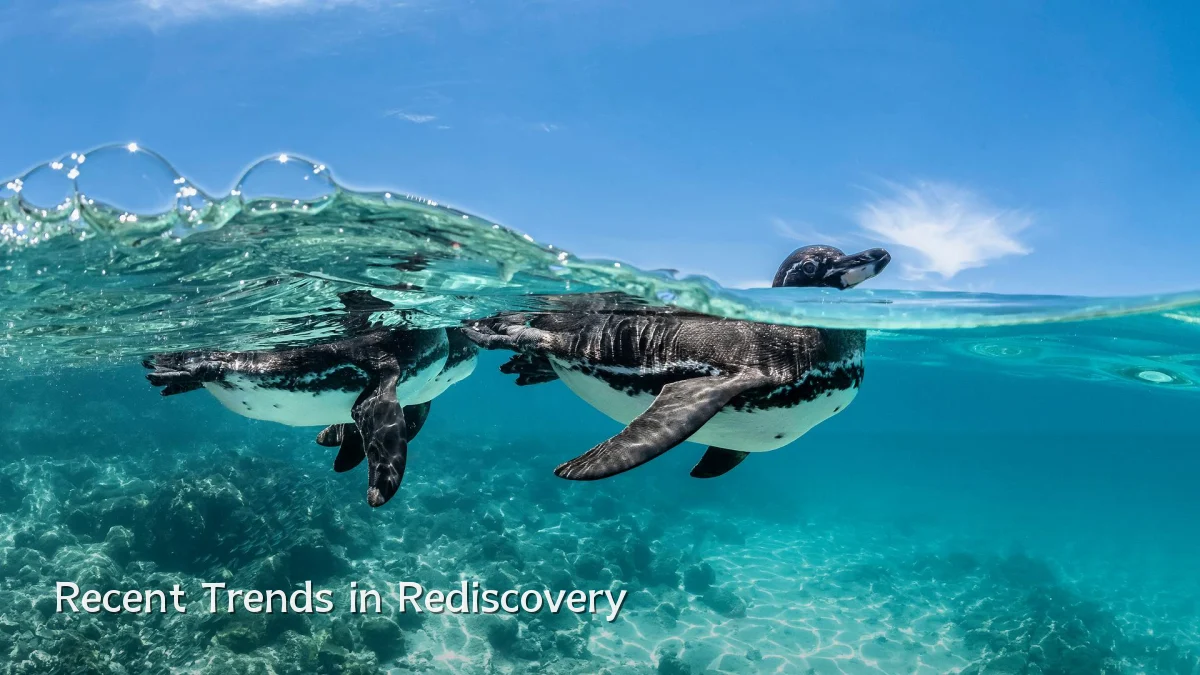 Recent Trends in Rediscovery