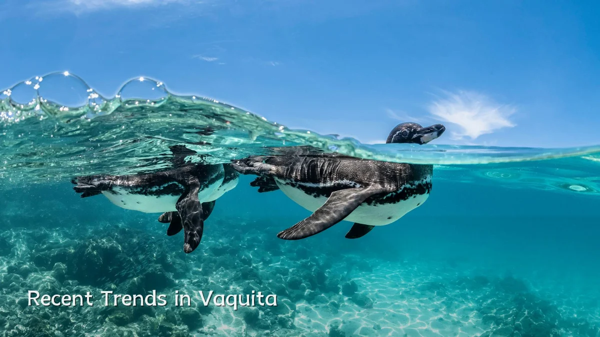 Recent Trends in Vaquita