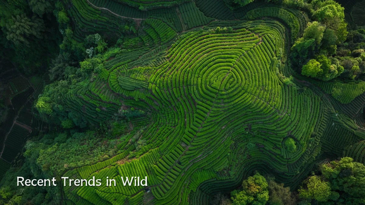 Recent Trends in Wild