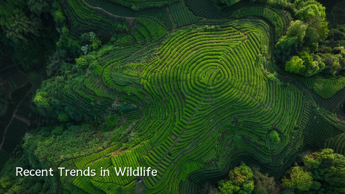 Recent Trends in Wildlife