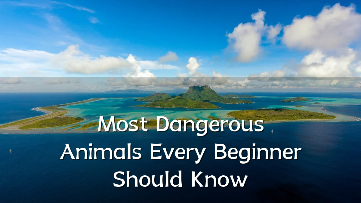 Most Dangerous Animals Every Beginner Should Know