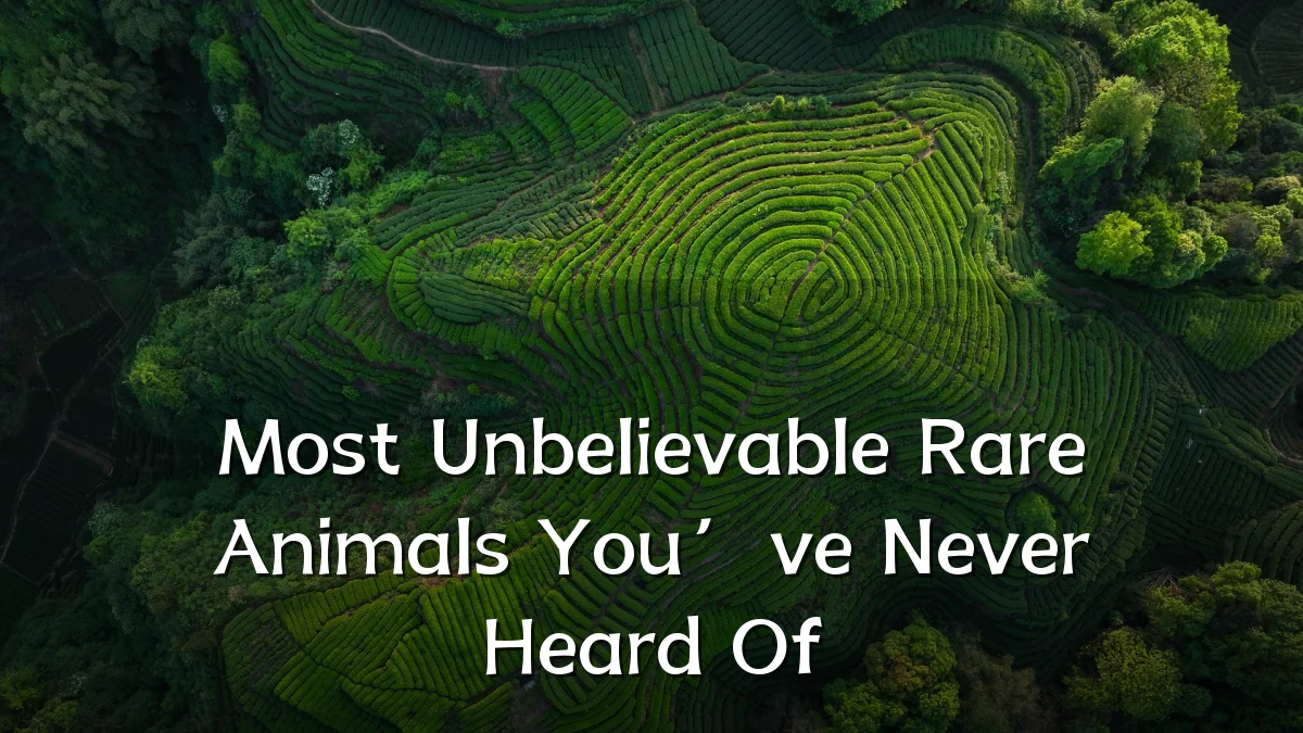Most Unbelievable Rare Animals You’ve Never Heard Of