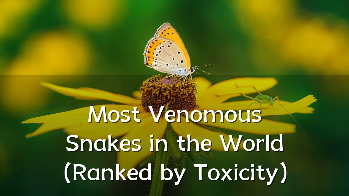 Most Venomous Snakes in the World (Ranked by Toxicity)