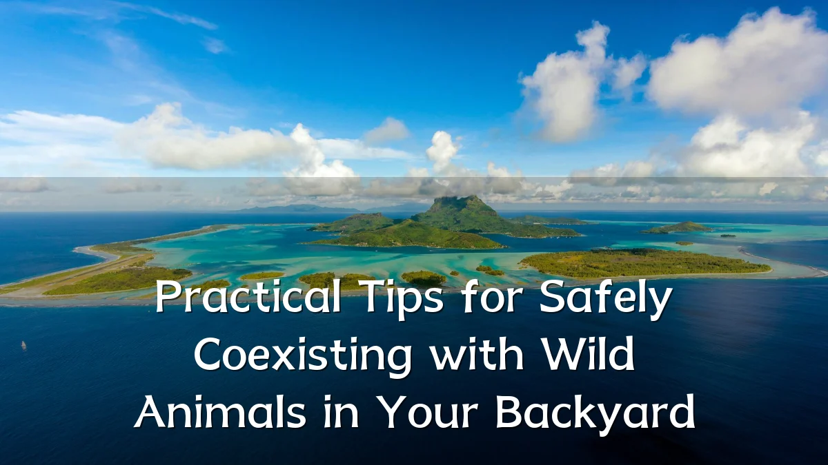 Practical Tips for Safely Coexisting with Wild Animals in Your Backyard