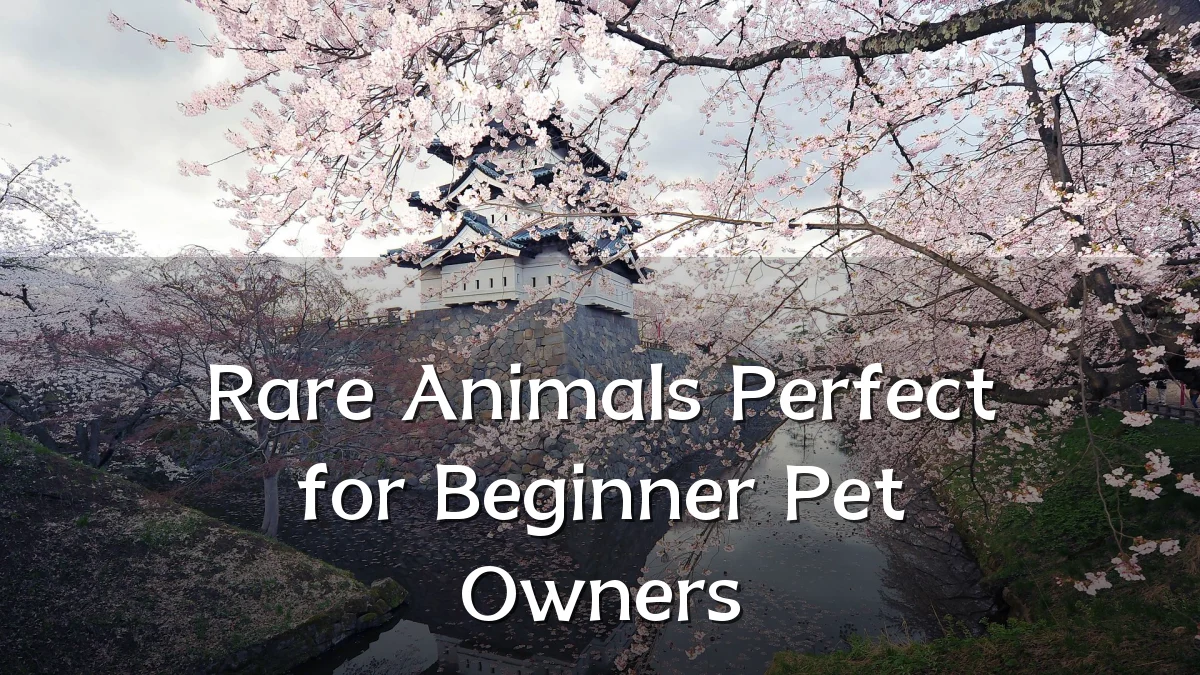 Rare Animals Perfect for Beginner Pet Owners