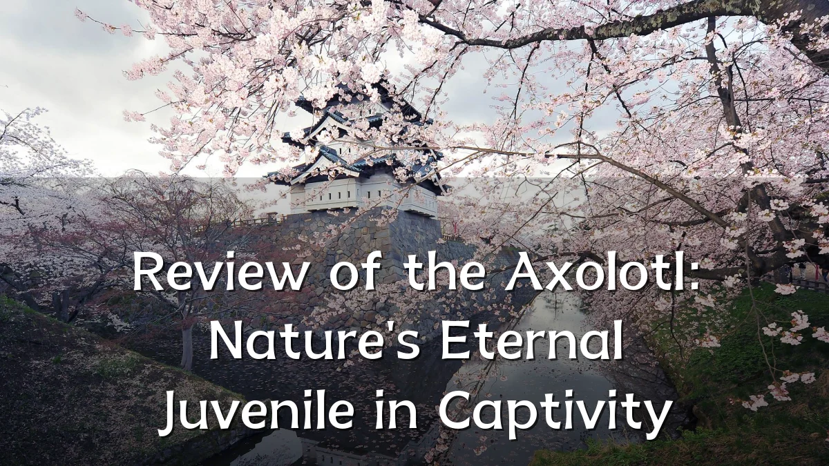 Review of the Axolotl: Nature's Eternal Juvenile in Captivity