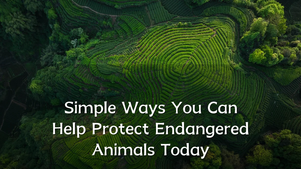 Simple Ways You Can Help Protect Endangered Animals Today