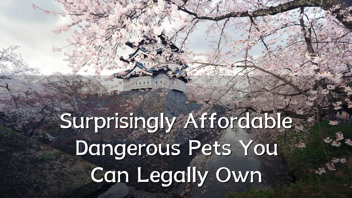 Surprisingly Affordable Dangerous Pets You Can Legally Own