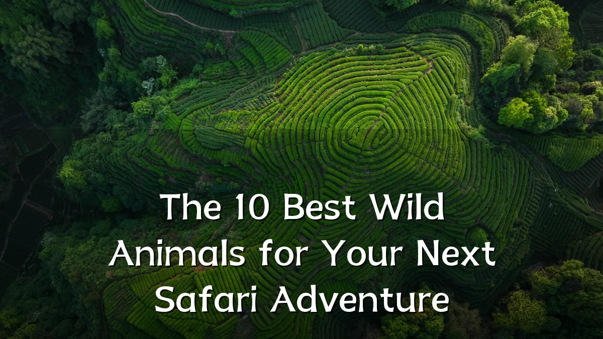 The 10 Best Wild Animals for Your Next Safari Adventure