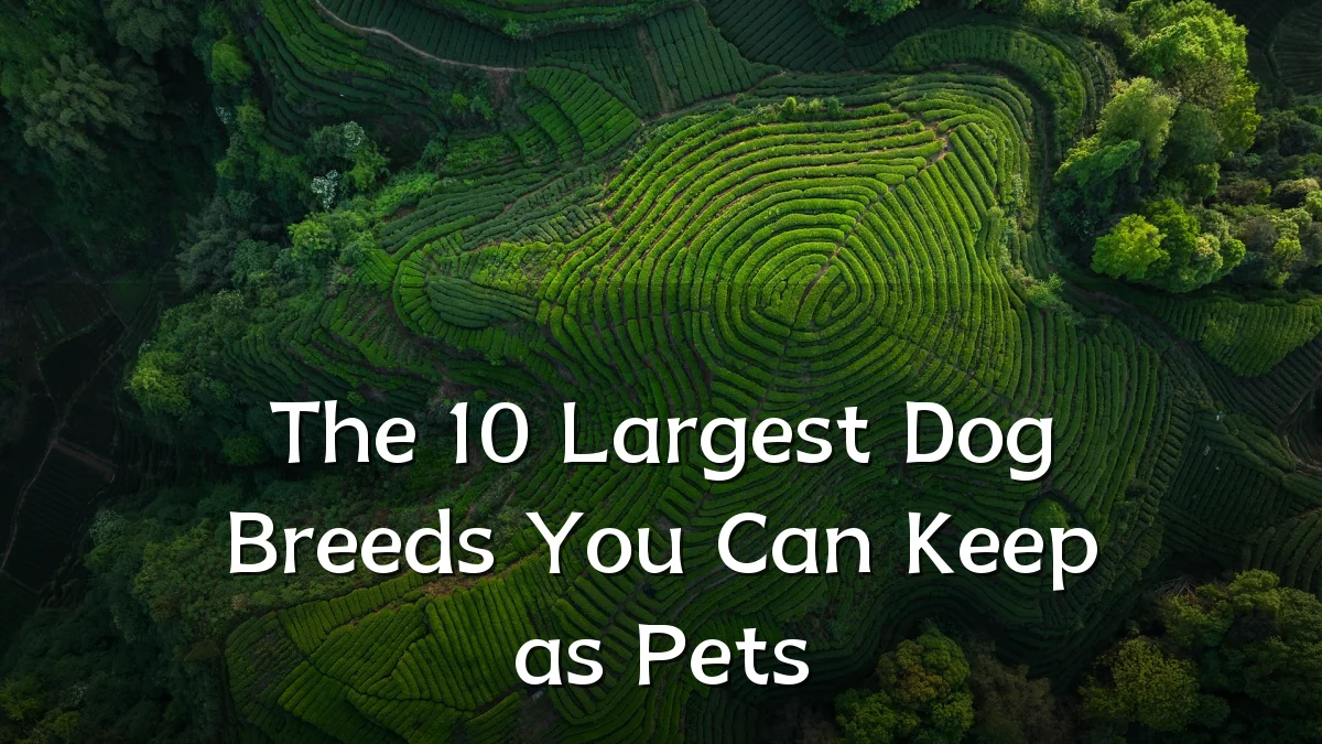 The 10 Largest Dog Breeds You Can Keep as Pets
