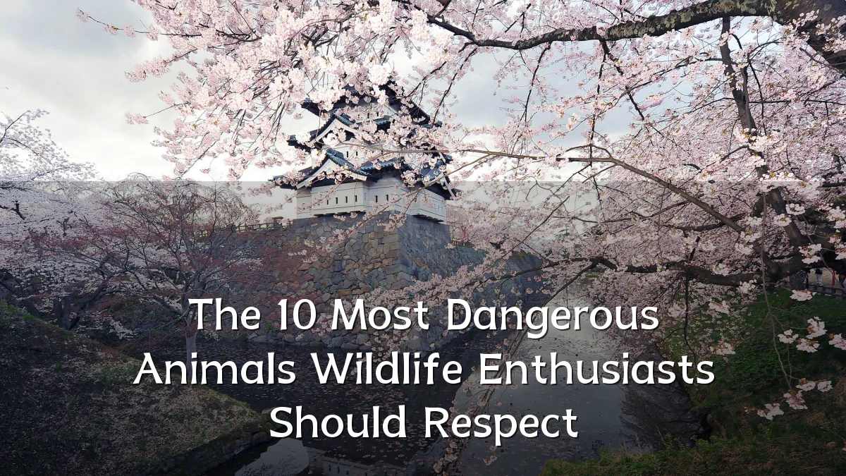 The 10 Most Dangerous Animals Wildlife Enthusiasts Should Respect