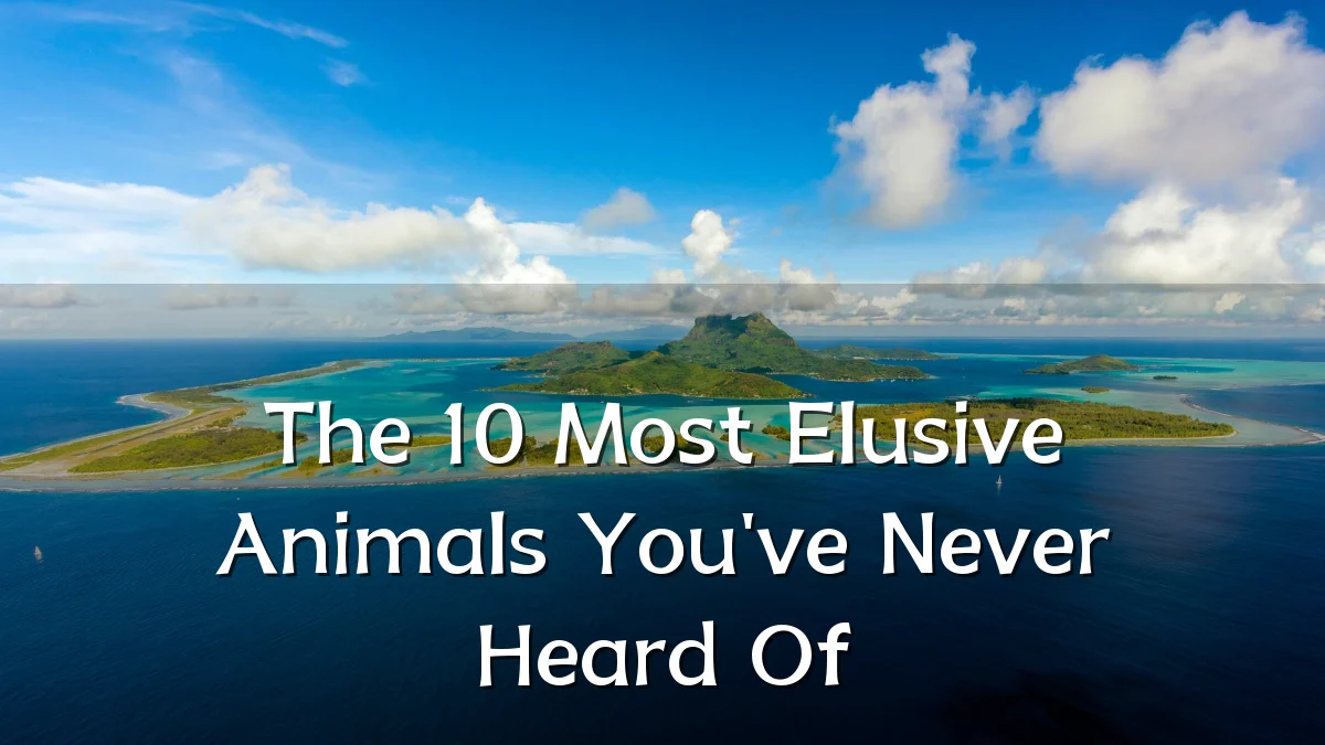 The 10 Most Elusive Animals You've Never Heard Of