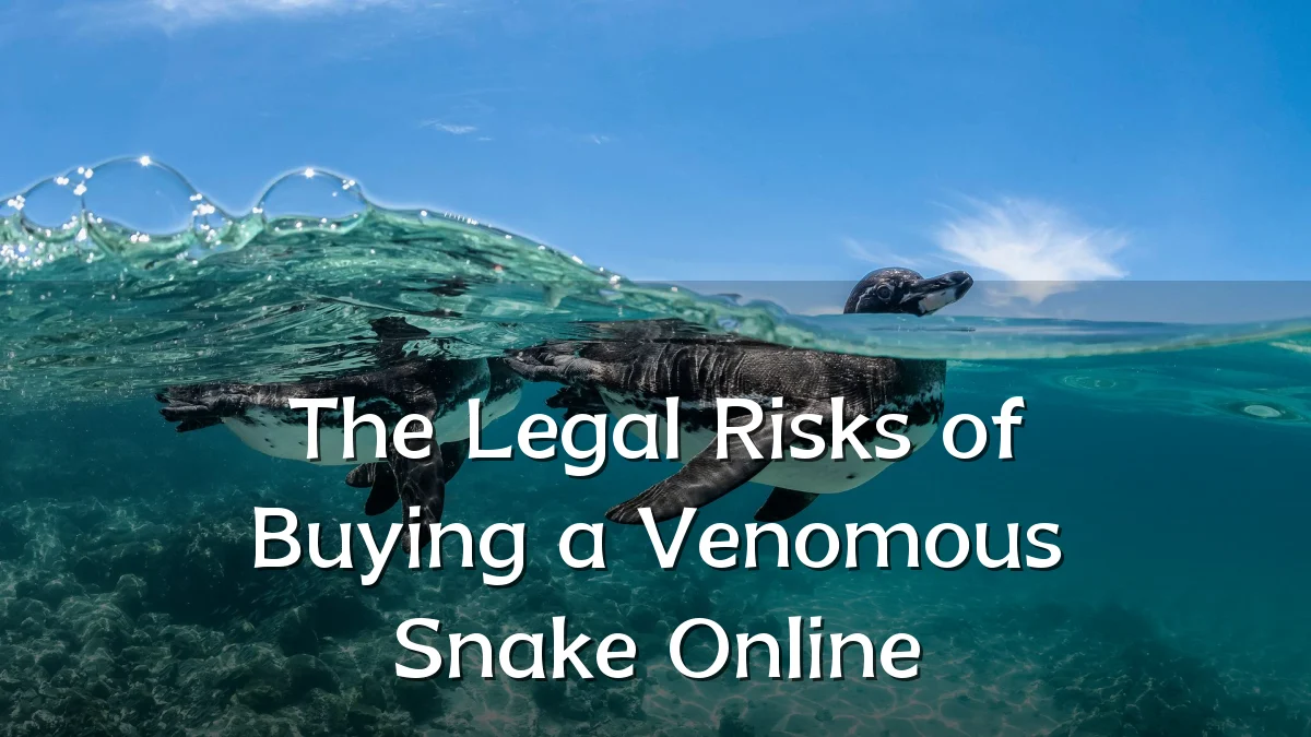 The Legal Risks of Buying a Venomous Snake Online