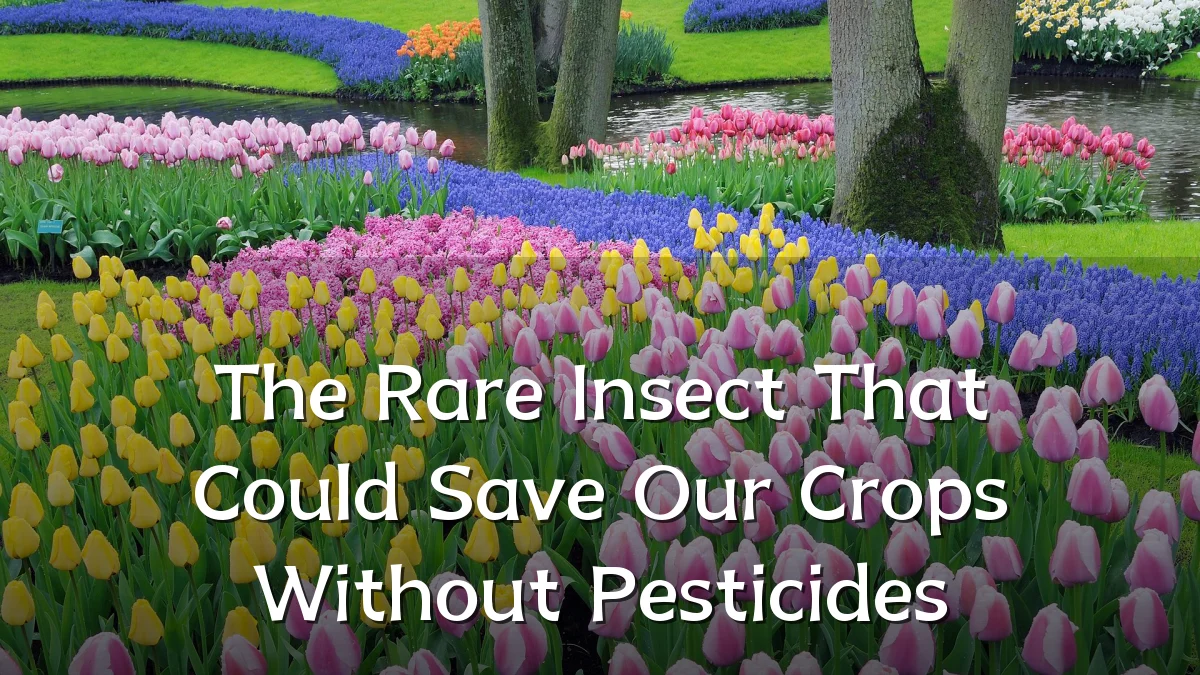 The Rare Insect That Could Save Our Crops Without Pesticides