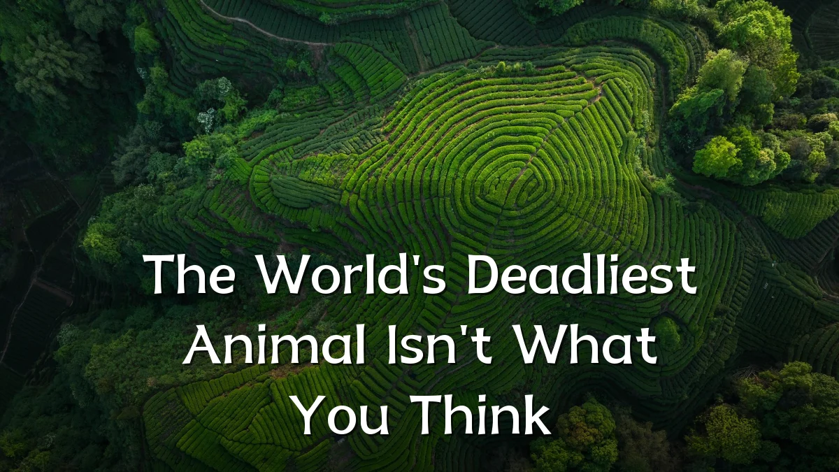 The World's Deadliest Animal Isn't What You Think