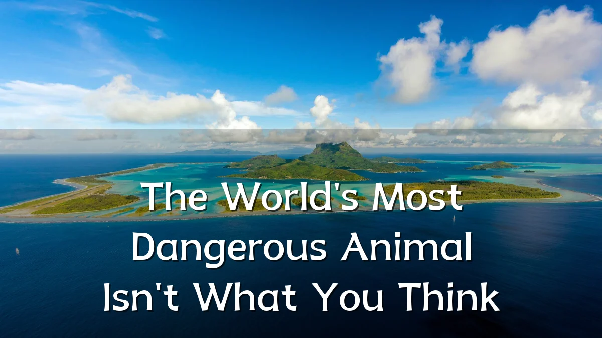 The World's Most Dangerous Animal Isn't What You Think
