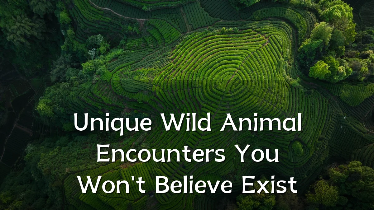 Unique Wild Animal Encounters You Won't Believe Exist