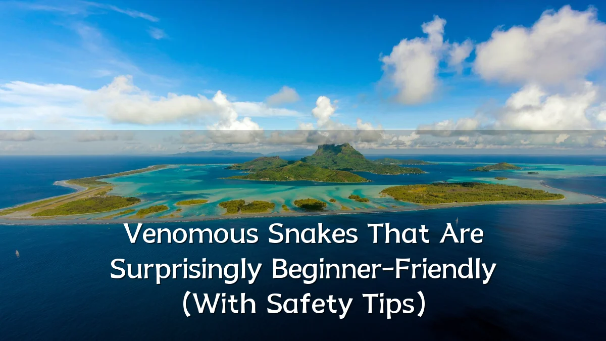 Venomous Snakes That Are Surprisingly Beginner-Friendly (With Safety Tips)