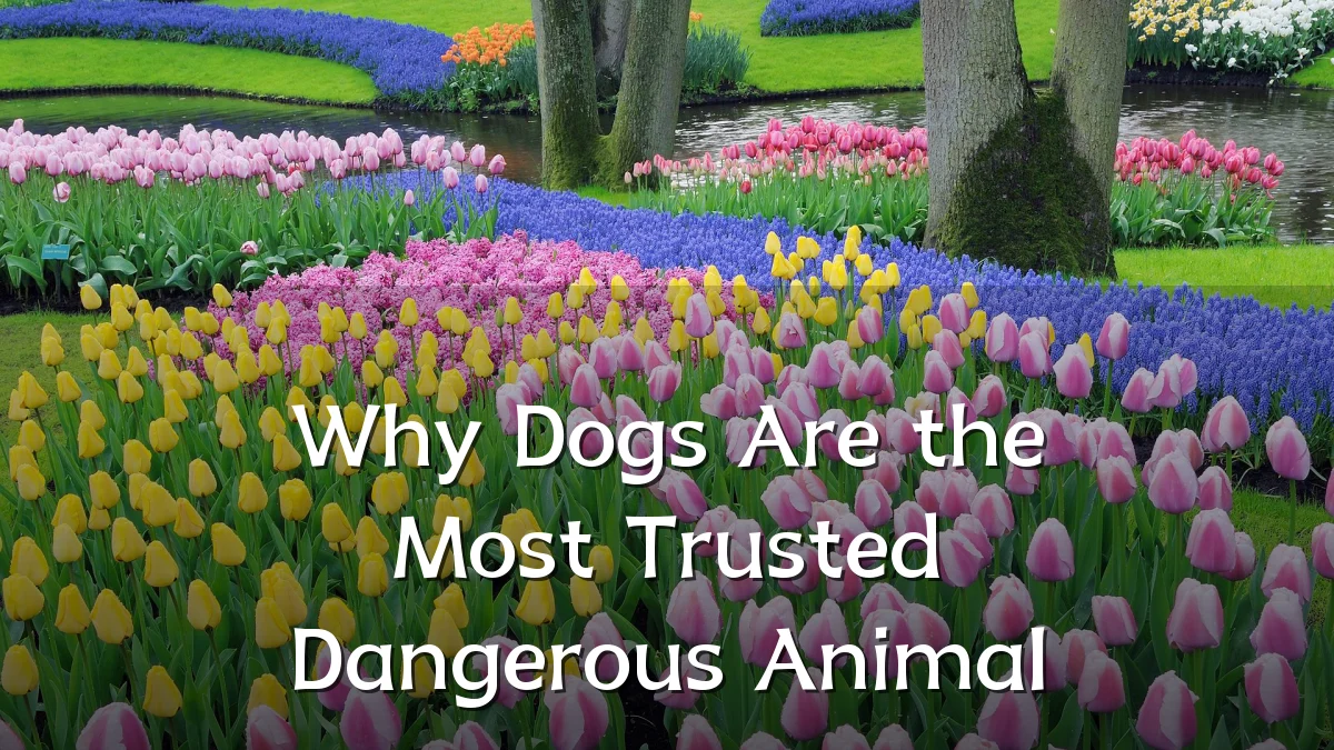 Why Dogs Are the Most Trusted Dangerous Animal