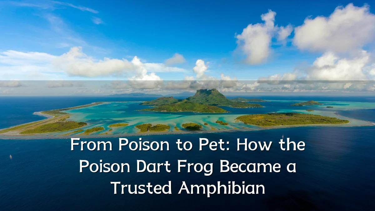 From Poison to Pet: How the Poison Dart Frog Became a Trusted Amphibian