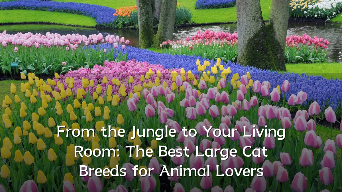 From the Jungle to Your Living Room: The Best Large Cat Breeds for Animal Lovers
