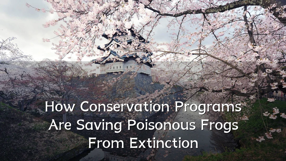 How Conservation Programs Are Saving Poisonous Frogs From Extinction