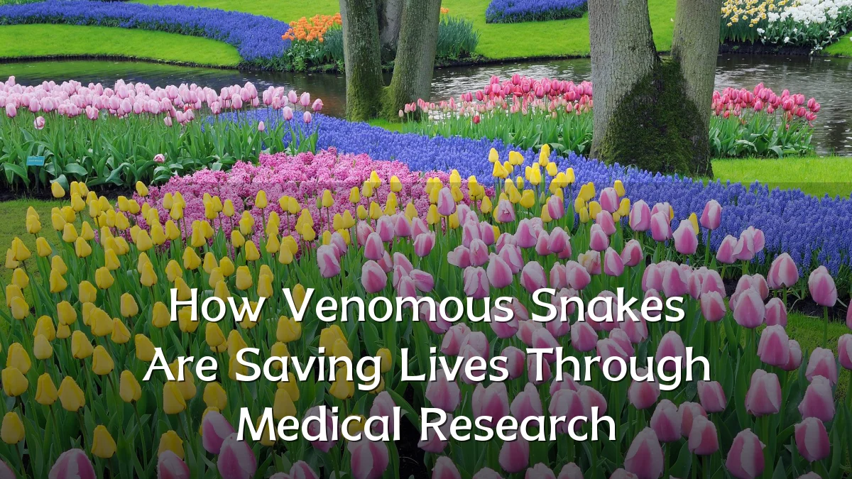 How Venomous Snakes Are Saving Lives Through Medical Research