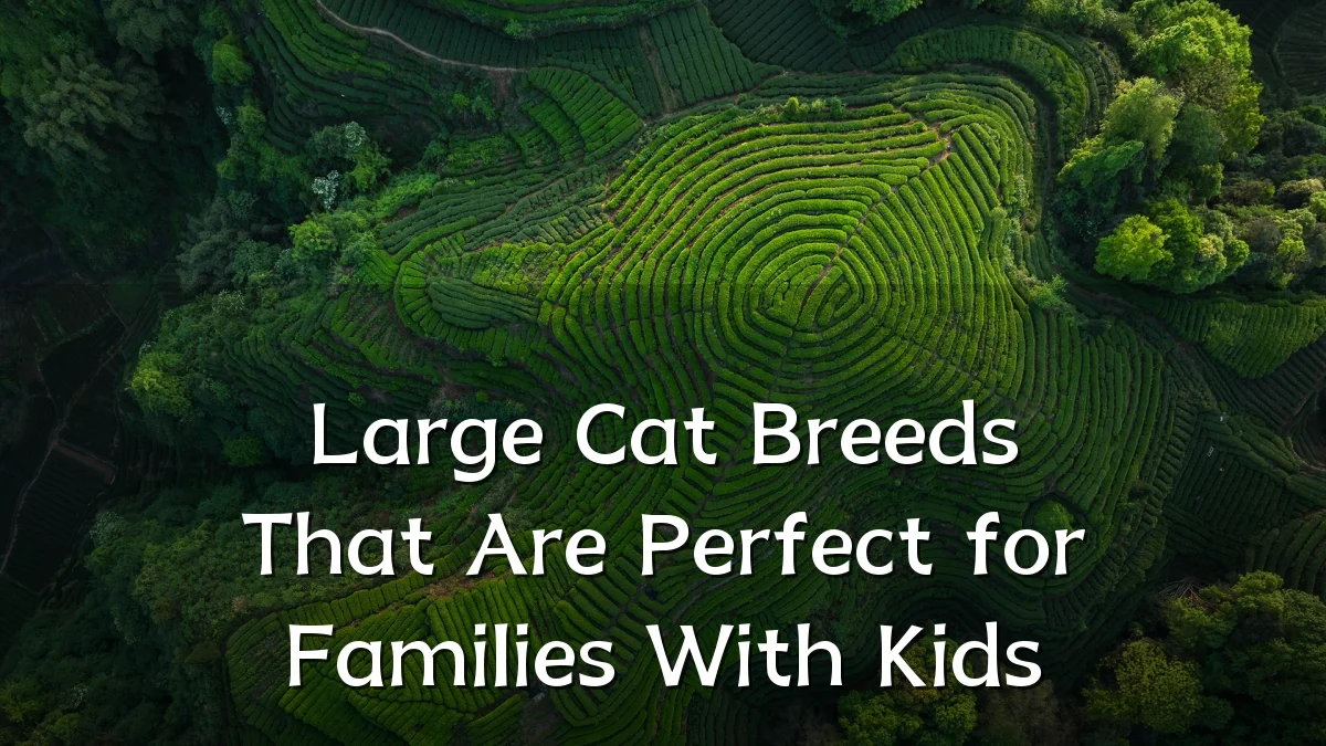 Large Cat Breeds That Are Perfect for Families With Kids