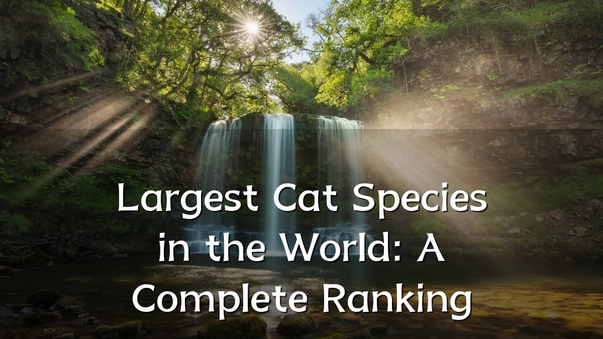 Largest Cat Species in the World: A Complete Ranking