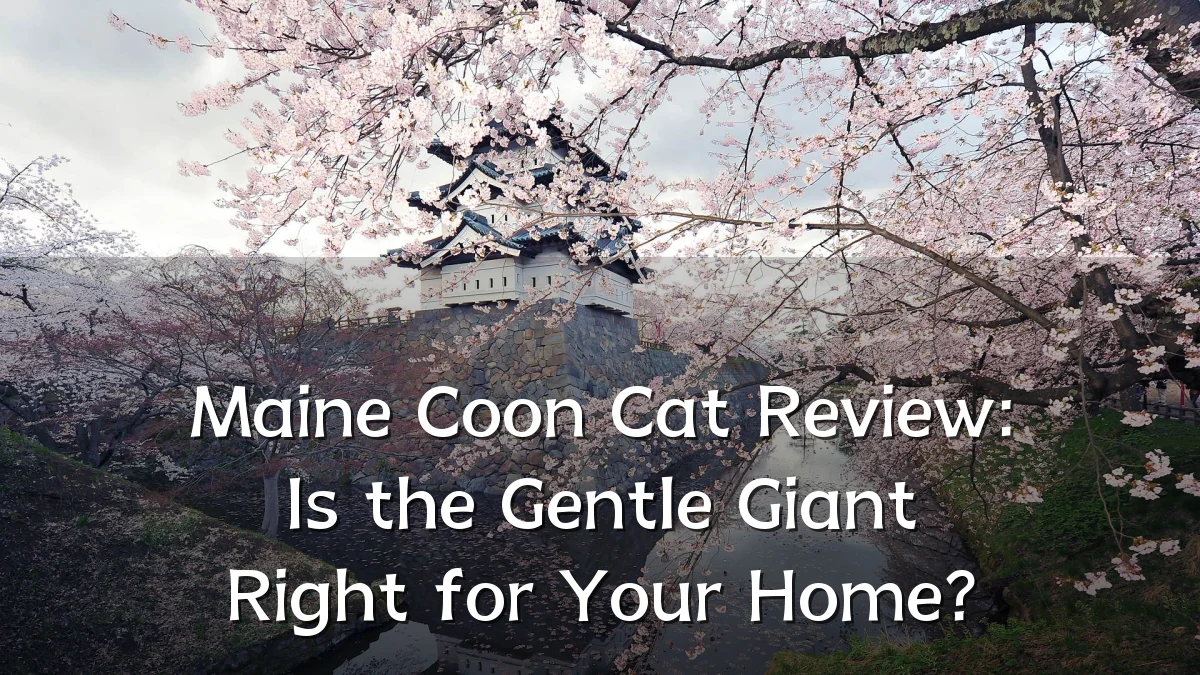 Maine Coon Cat Review: Is the Gentle Giant Right for Your Home?