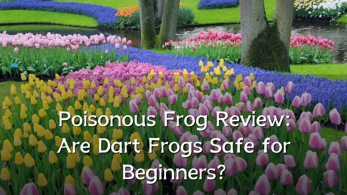 Poisonous Frog Review: Are Dart Frogs Safe for Beginners?