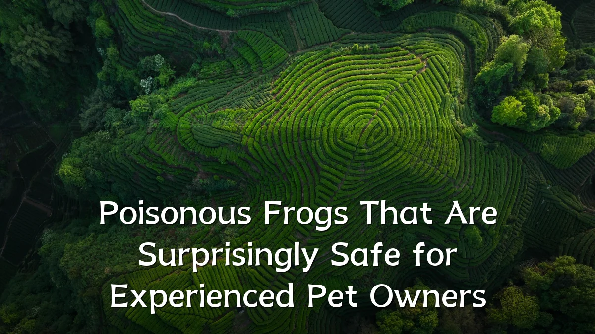 Poisonous Frogs That Are Surprisingly Safe for Experienced Pet Owners