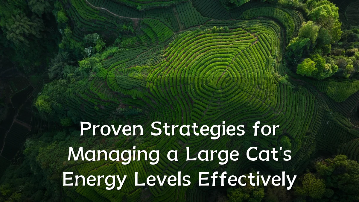Proven Strategies for Managing a Large Cat's Energy Levels Effectively