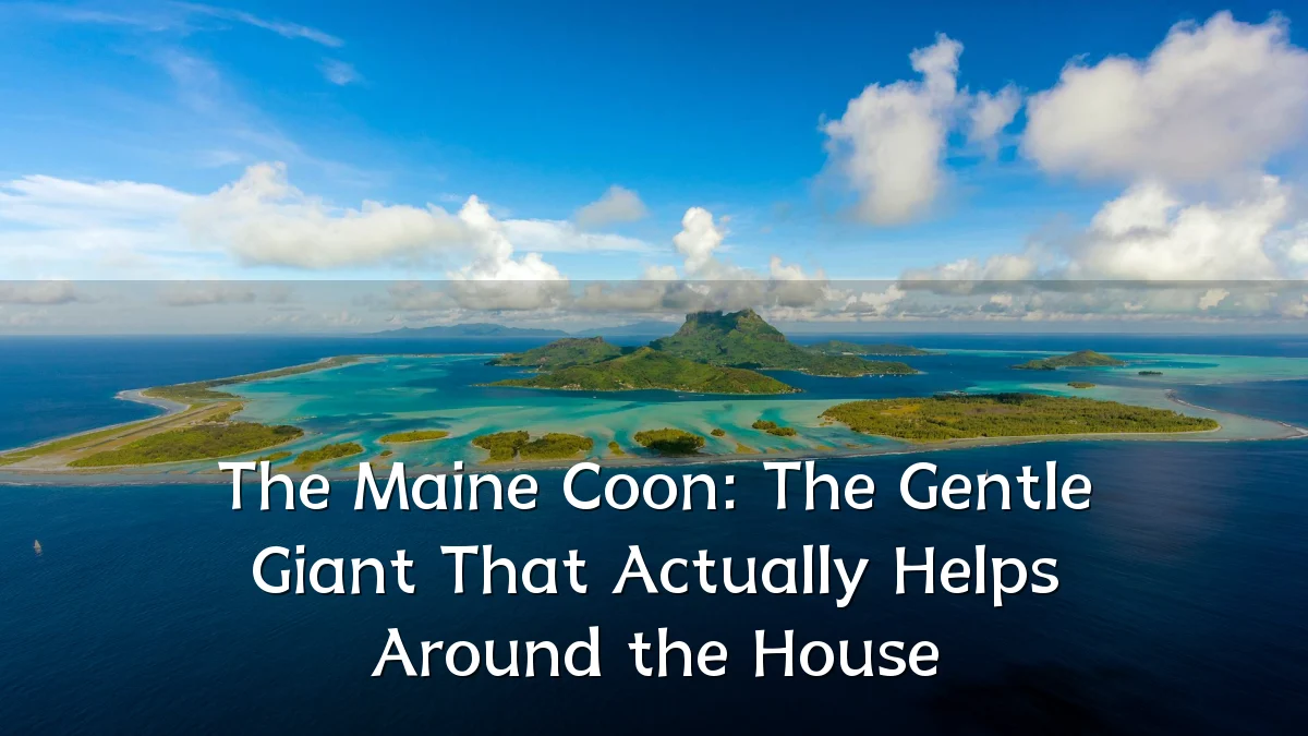 The Maine Coon: The Gentle Giant That Actually Helps Around the House