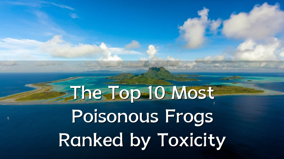 The Top 10 Most Poisonous Frogs Ranked by Toxicity