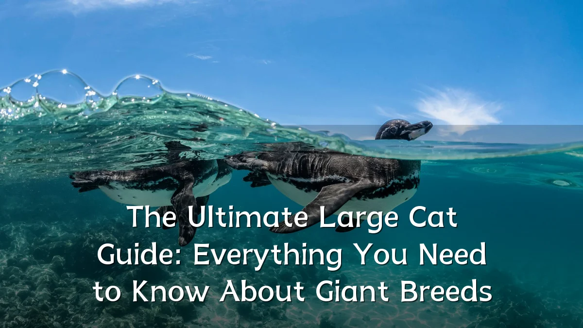 The Ultimate Large Cat Guide: Everything You Need to Know About Giant Breeds