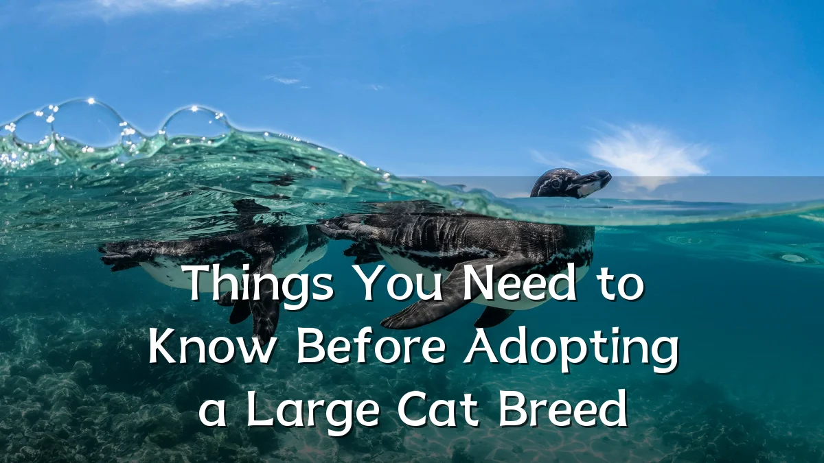 Things You Need to Know Before Adopting a Large Cat Breed