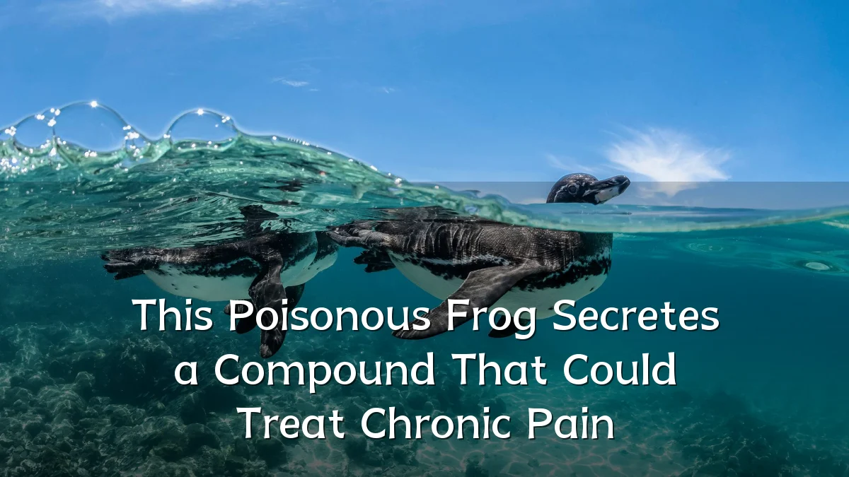 This Poisonous Frog Secretes a Compound That Could Treat Chronic Pain