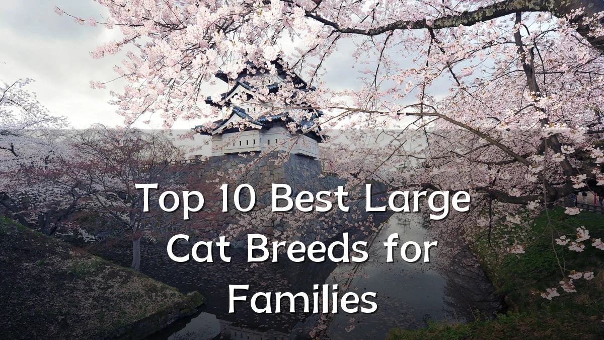 Top 10 Best Large Cat Breeds for Families