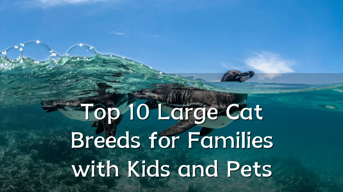 Top 10 Large Cat Breeds for Families with Kids and Pets